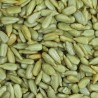 GIRASOL FRITA PELADA SALADA