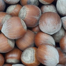 AVELLANA CRUDA CASCARA