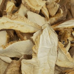 SHIITAKE SETA