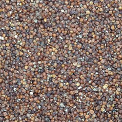 QUINOA ROJA