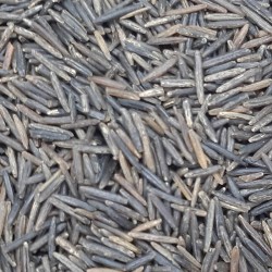 ARROZ SALVAJE