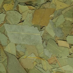 EUCALIPTO HOJA