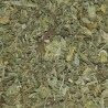 SALVIA