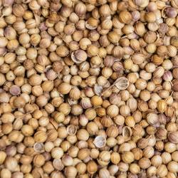 CILANTRO EN GRANO