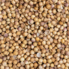 CILANTRO EN GRANO