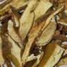 BOLETUS EDULIS