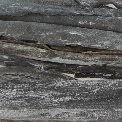 ALGA KOMBU