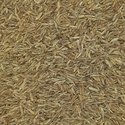 COMINO EN GRANO