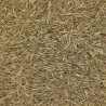 COMINO EN GRANO