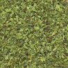 ORÉGANO HOJA