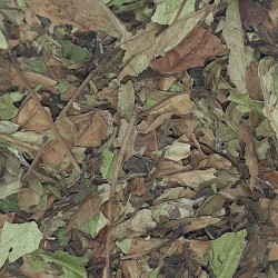 TÉ BLANCO CHINA PAI MU TAN