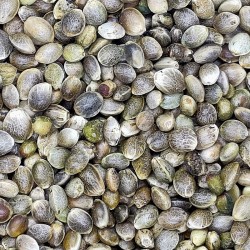 CÁÑAMO EN GRANO