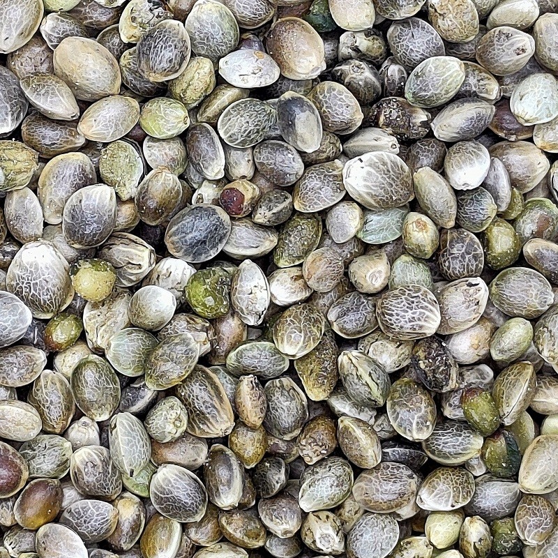 CÁÑAMO EN GRANO