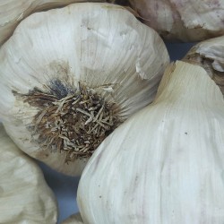 AJO NEGRO