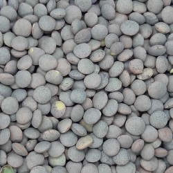 LENTEJA PARDINA