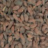 BAYAS DE GOJI