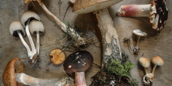 Setas a granel: Descubre variedades y sabores únicos